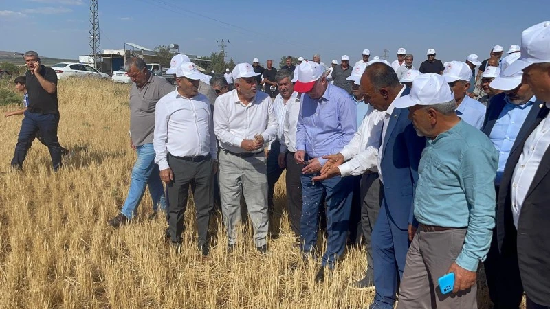 Kilis’te “Kuraklık ve Don, Tarımı Felç Etti!”, Kilis ziraat odası