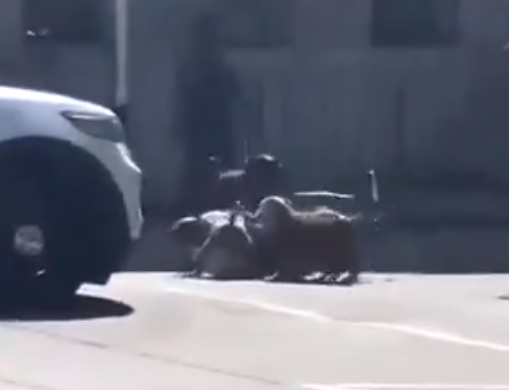 amerika’da pitbull saldırısına uğrayan adam