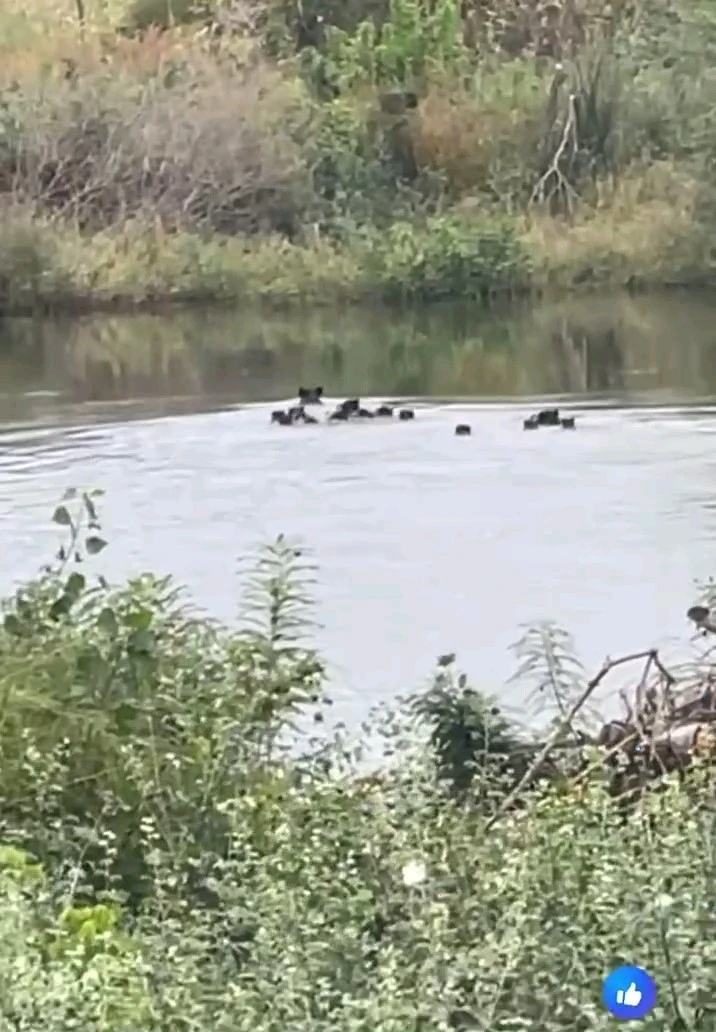 yaban domuzu, meriç nehri, edirne