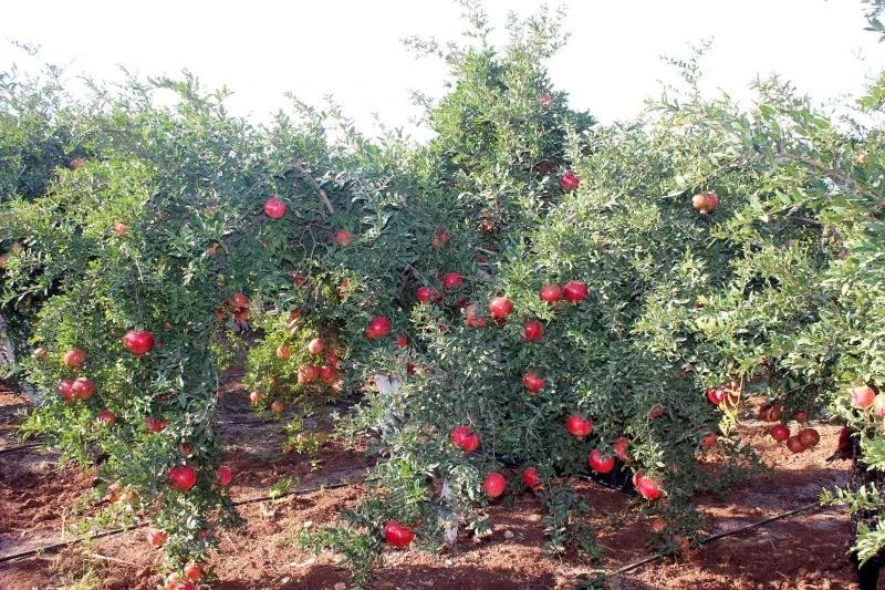 Nar ağacı, kilis nar hasadı, gaziantep nar hasadı