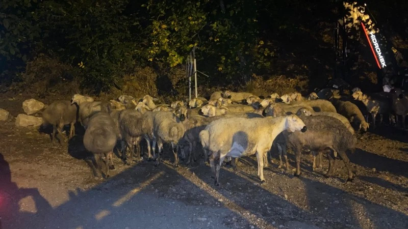 Canlı hayvan yüklü çekici devrildi: 2 hayvan yaralandı , kilis kent haber