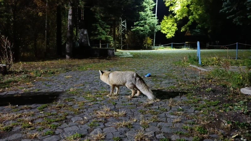Tilkiyi bisküviyle besledi: O anlar kamerada, kilis kent haber