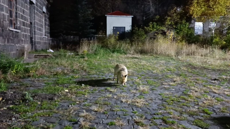 Tilkiyi bisküviyle besledi: O anlar kamerada, kilis kent haber
