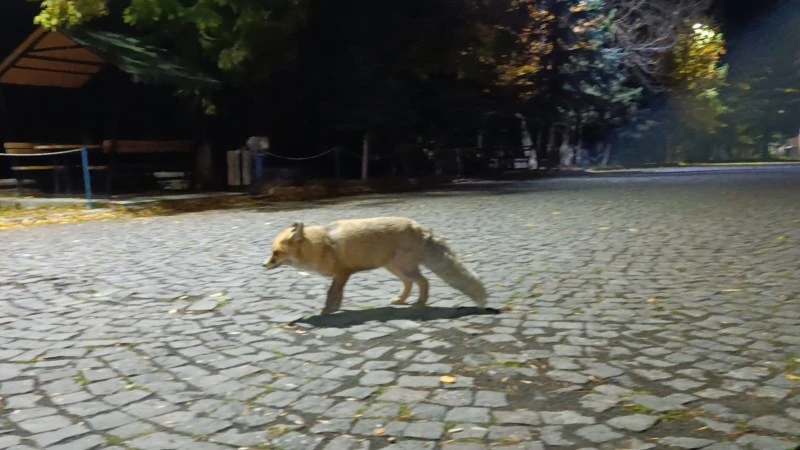 Tilkiyi bisküviyle besledi: O anlar kamerada, kilis kent haber