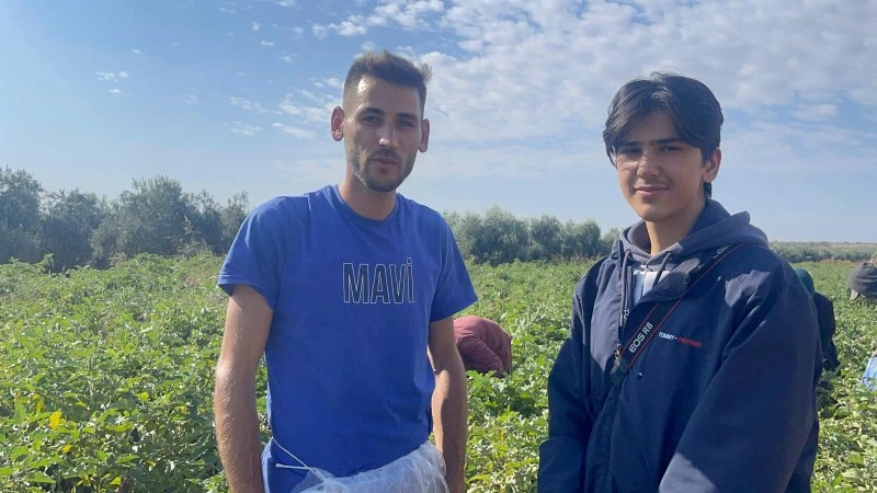 YAVUZLU, yananlı, patlıcan, Dolmalık Patlıcan