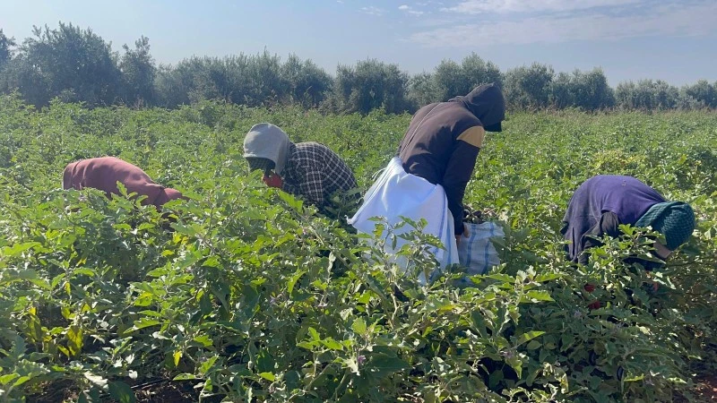YAVUZLU, yananlı, patlıcan, Dolmalık Patlıcan