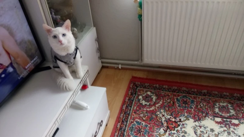 maviş kedi, maviş, ankara kedisi