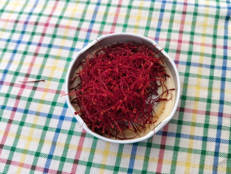 SAFRAN, ADANADA YETİŞİYOR, DÜNYANIN EN PAHALI BAHARATI