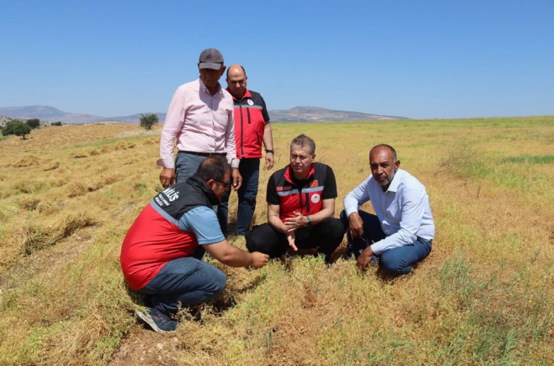 tarım, mercimek, kilis
