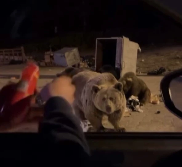 Beslemeye çalıştığı ayı saldırdı