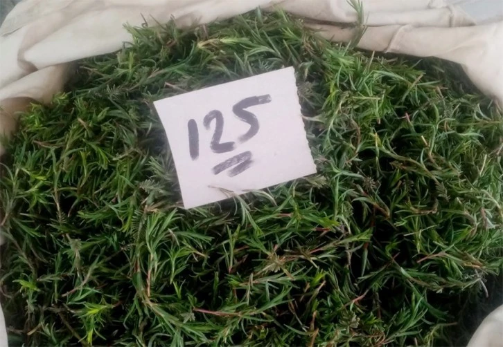Dağ kekiği 125 TL'den satılıyor