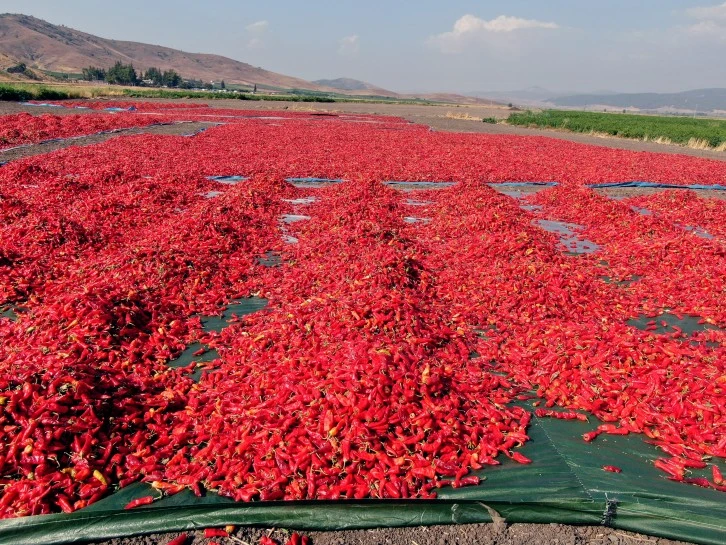 En acı hasat başladı