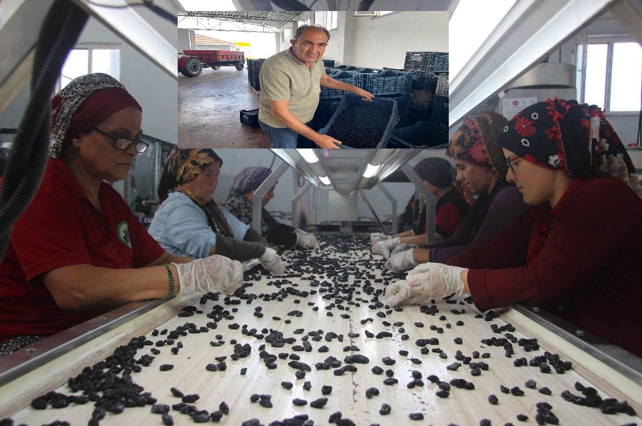  Kilis Horuzkarası &Uuml;z&uuml;m Sevenlere K&ouml;t&uuml; Haber!