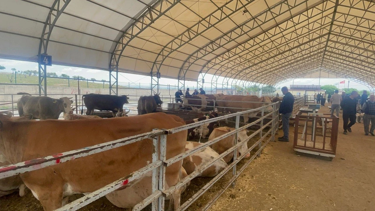 Kilis Kurbanlık Pazarında Sessizlik