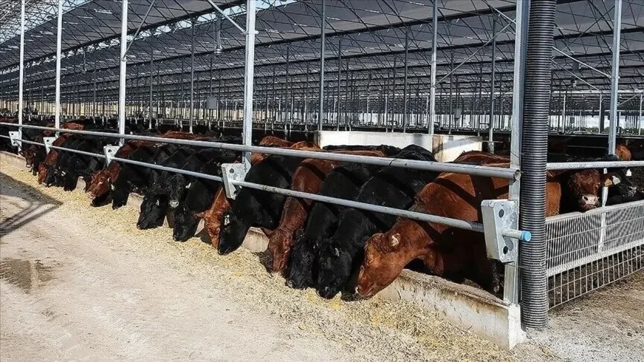  Kilis’te 2027 Yılı Besilik Erkek Sığır İthalatı Başvuruları Başladı