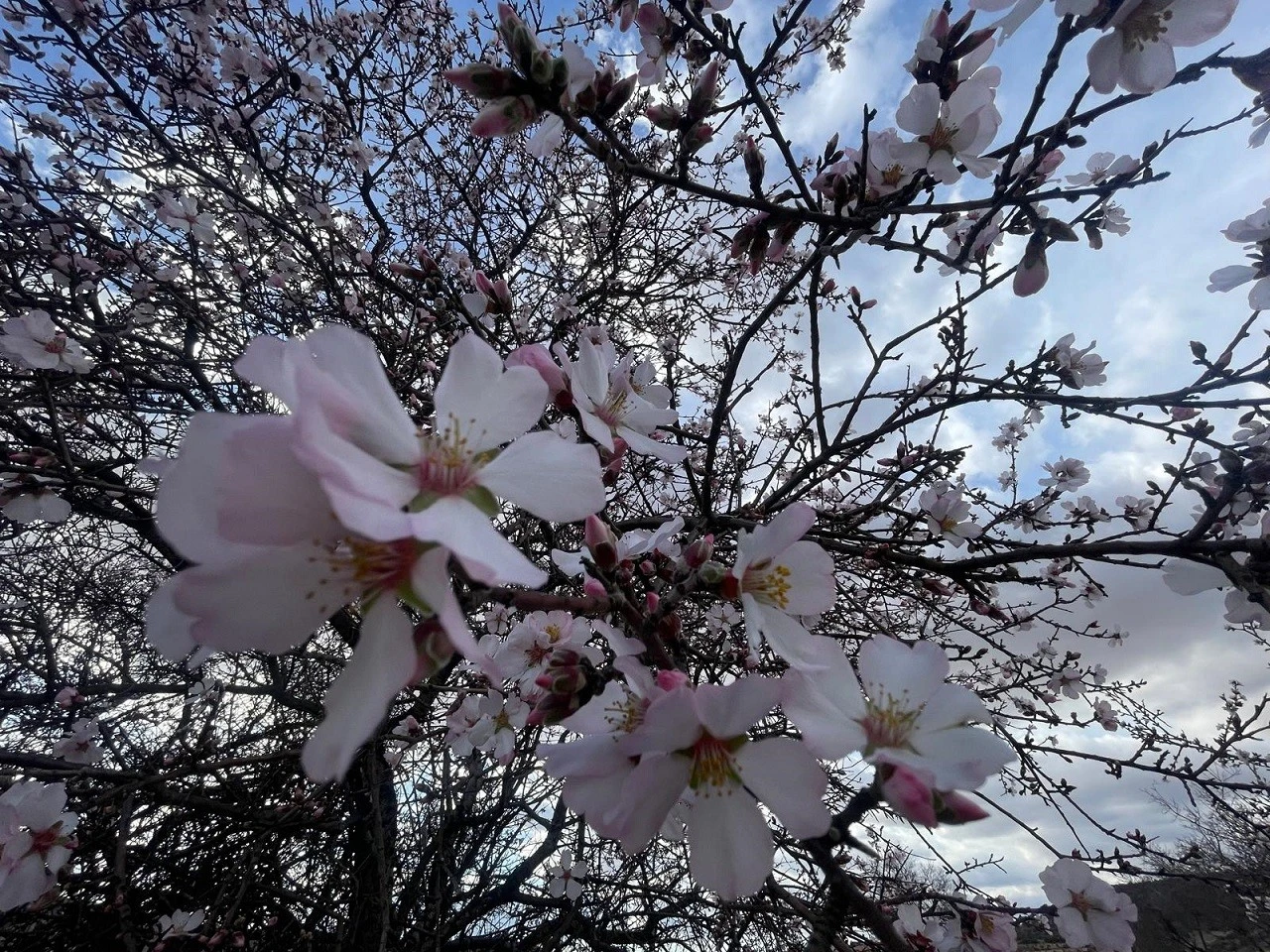 Kilis&rsquo;te Ağa&ccedil;lar Erken &Ccedil;i&ccedil;ek A&ccedil;tı