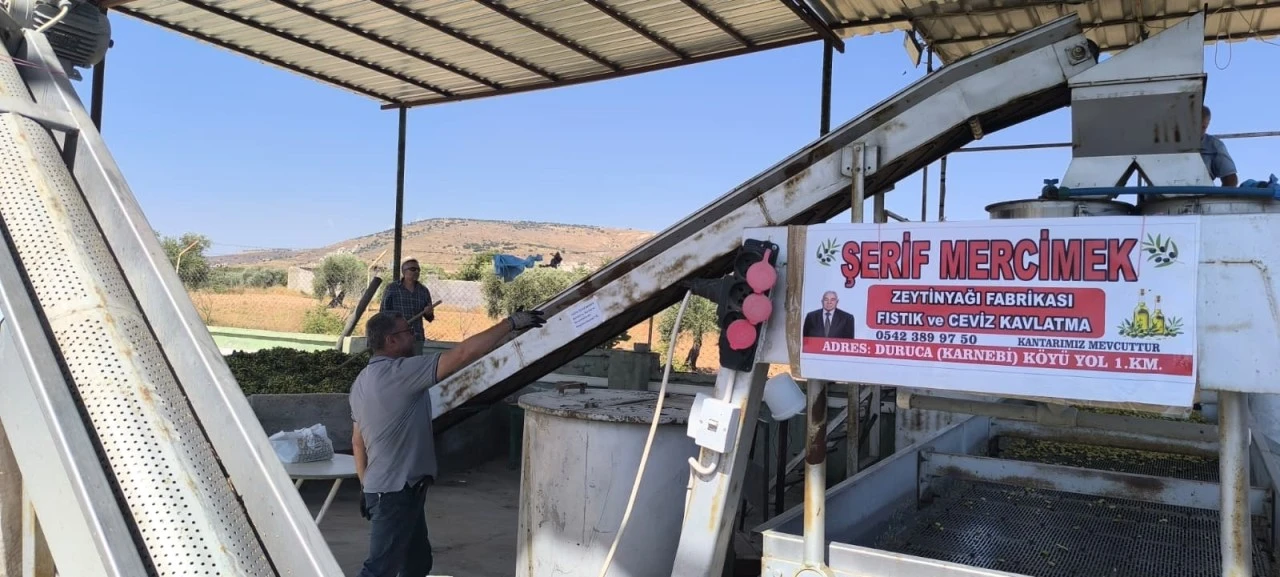 Kilis'te Antep Fıstığı Sezonu A&ccedil;ıldı