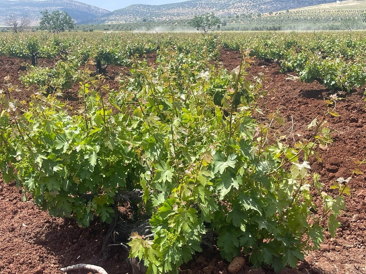 Kilis&rsquo;te Bağlar Canlandı, &Uuml;retici Verimli Sezon Bekliyor