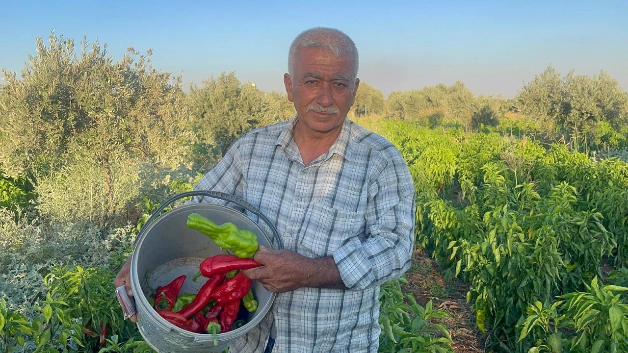  Kilis&rsquo;te Biber &Uuml;reticisi İsyan Etti: &ldquo;&Ccedil;ift&ccedil;i Bitti!&rdquo;