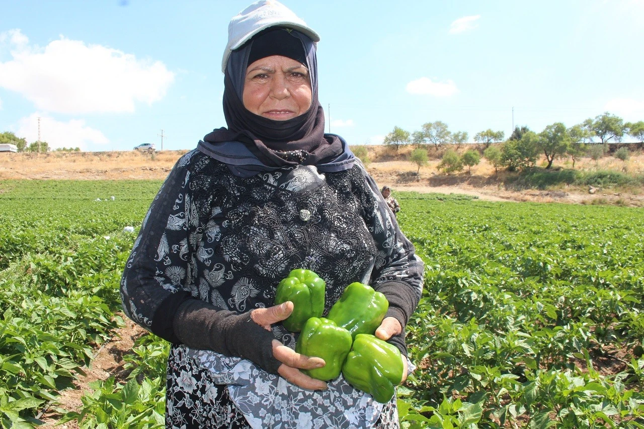  Kilis'te Dolmalık Biber Tarlada 40 TL, Markette 100 TL