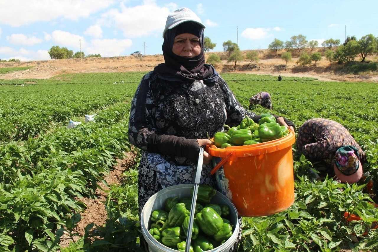 Kilis'te Dolmalık Sebze Fiyatlar  