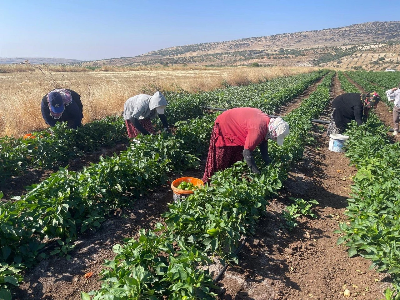 Kilis&rsquo;te İlk Hasat Başladı