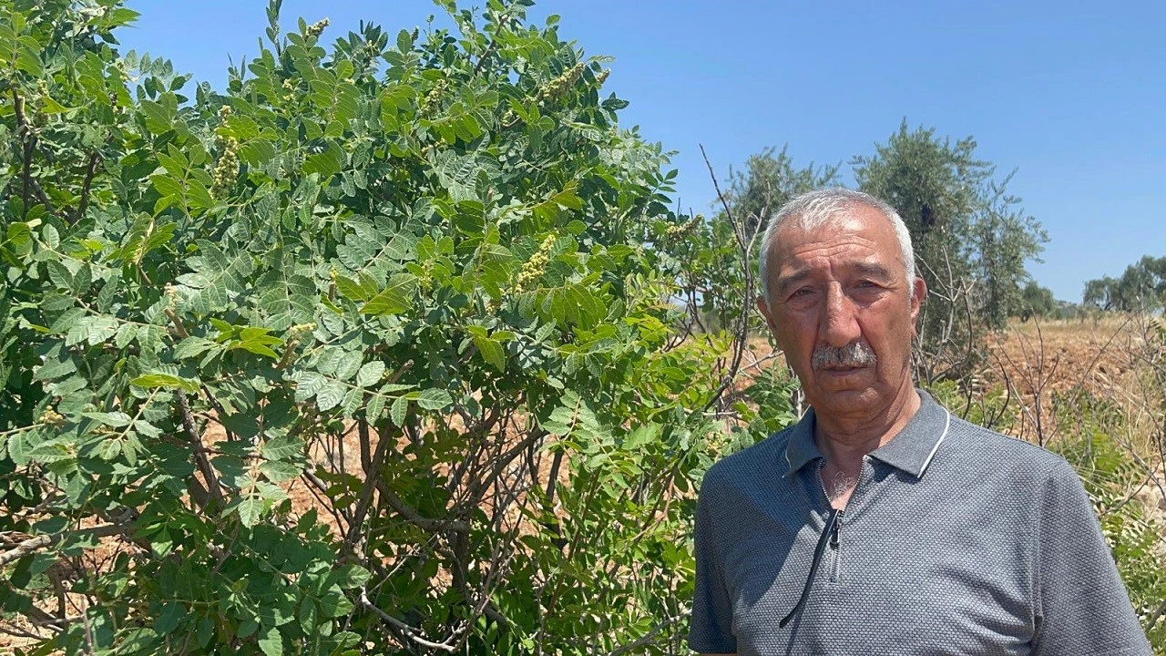 Kilis&rsquo;te Korum Başkanı'ndan Uyarı: Başkasının Sumağını Toplamayın!