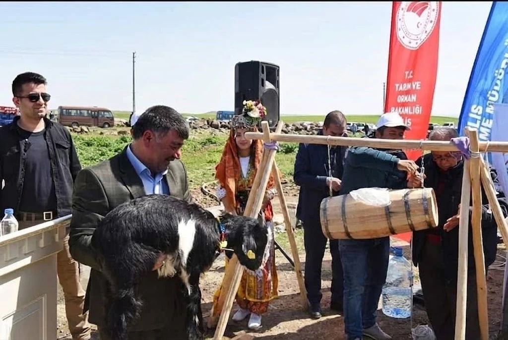 Kilis&rsquo;te K&uuml;&ccedil;&uuml;kbaş Yetiştiricilerine M&uuml;jde!
