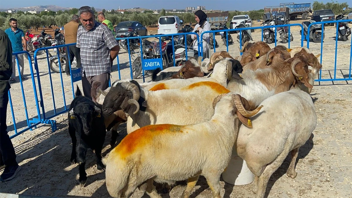 Kilis’te Kurban Pazarı hareketlendi