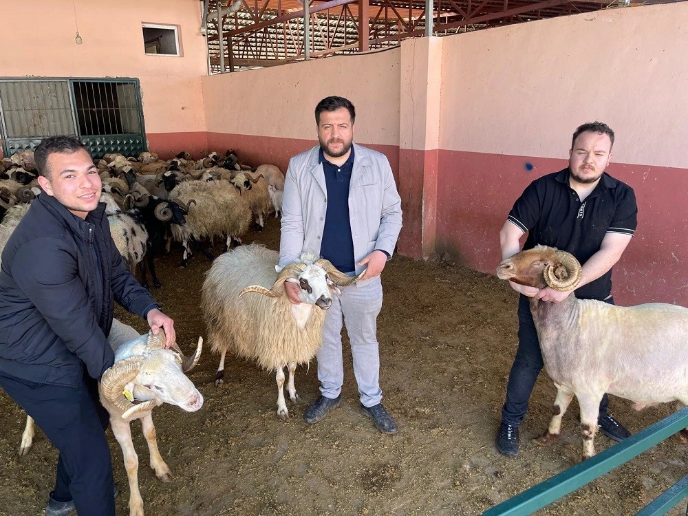 Kilis&rsquo;te Kurbanlık Hareketliliği Başladı  