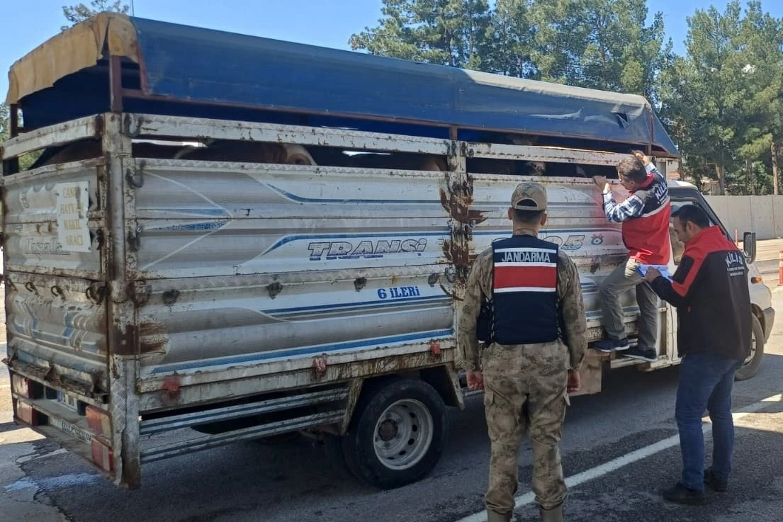  Kilis&rsquo;te Kurbanlık Koyun Taşıyan Ara&ccedil;lar Tek Tek Durduruluyor