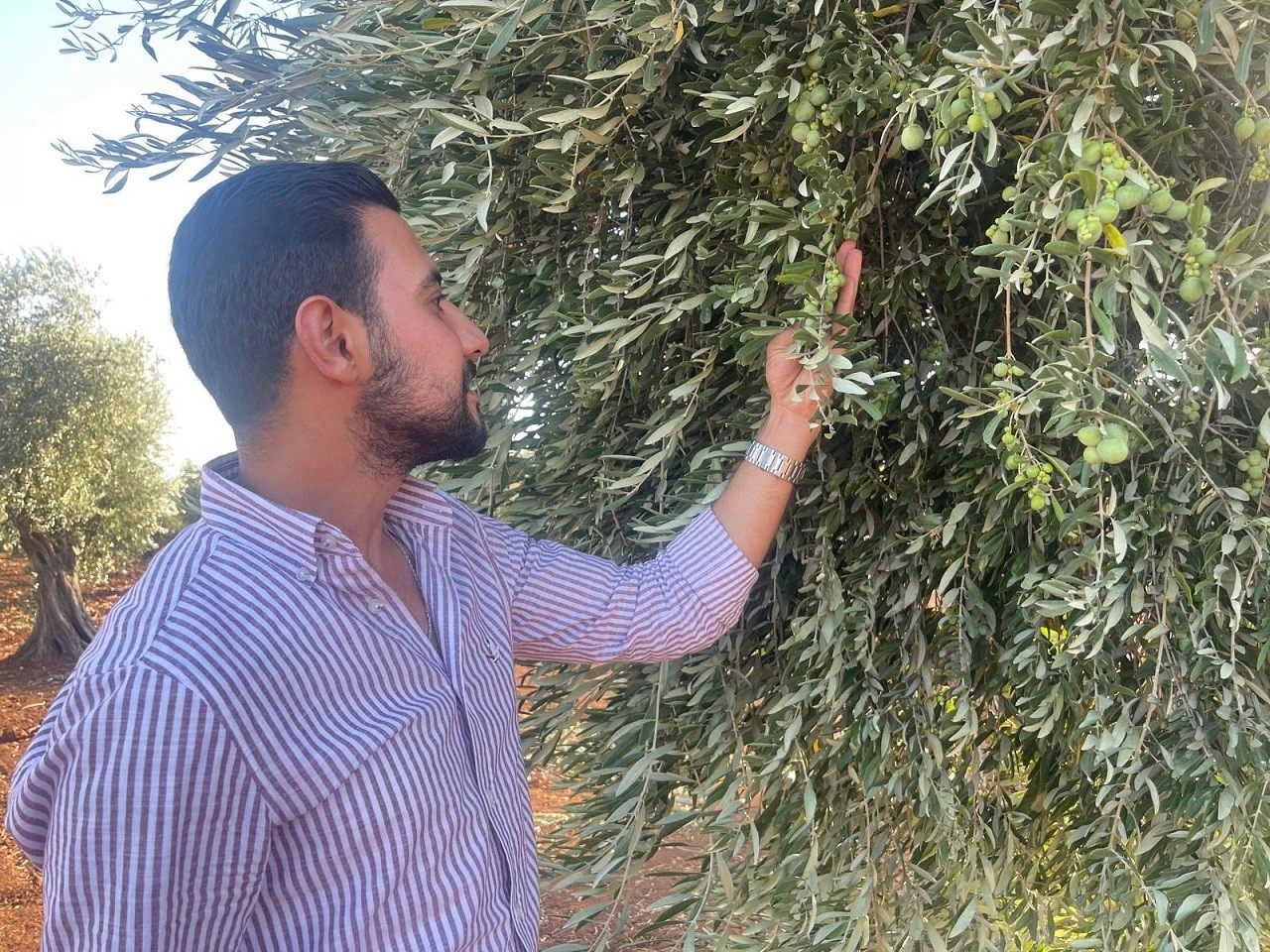 Kilis&rsquo;te Zeytin Hasadı İ&ccedil;in Geri Sayım Başladı