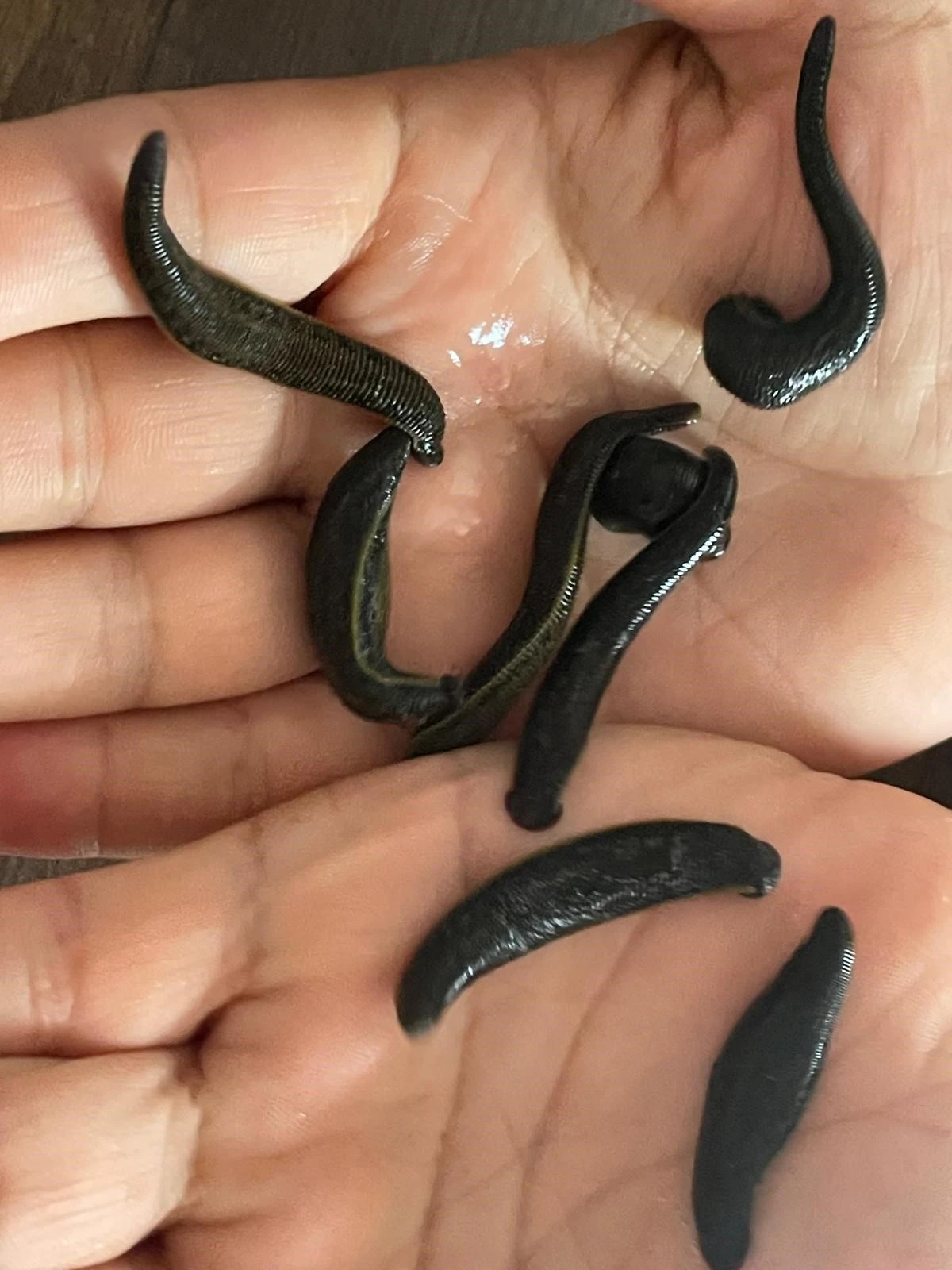 Mezbaha kanıyla besleniyor, bir&ccedil;ok hastalığa şifa oluyorlar