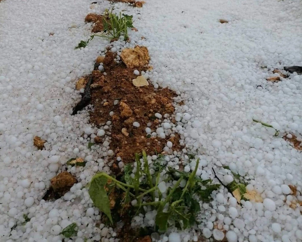 Musabeyli&rsquo;de Felaket Gibi Dolu Bazı K&ouml;ylerde Tarlalar Zarar G&ouml;rd&uuml;