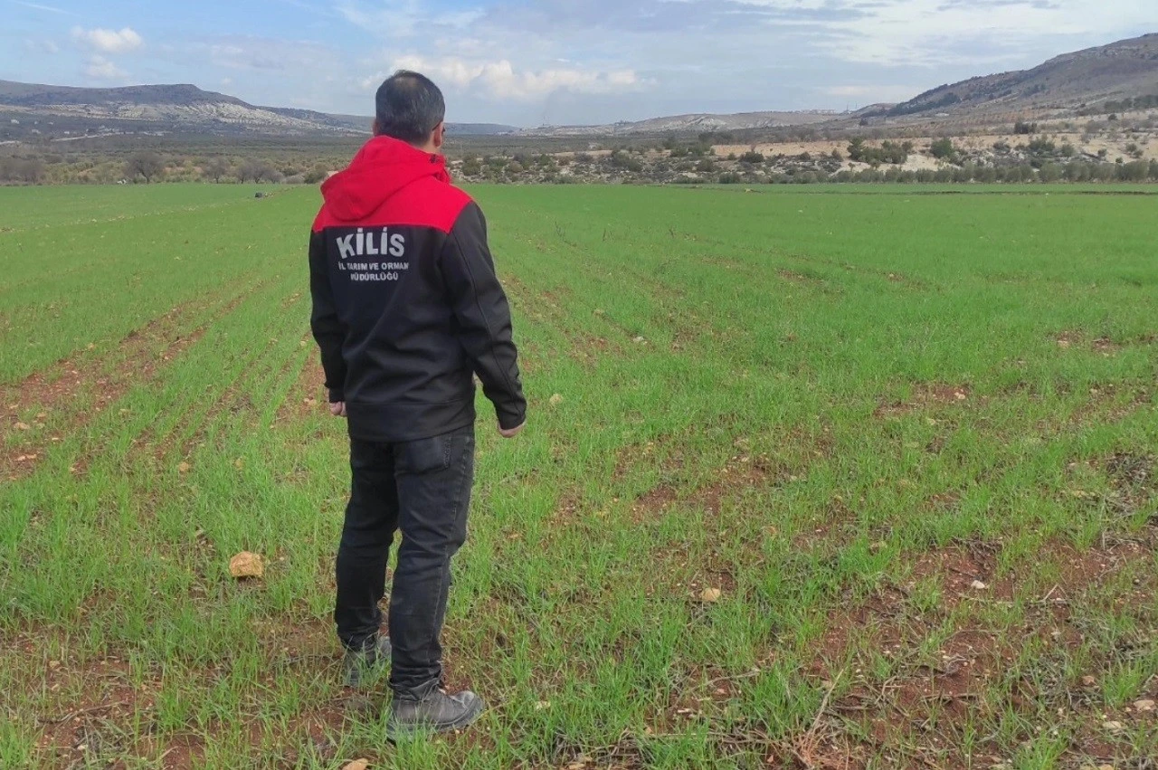  Polateli İl&ccedil;esinde Tarım Alanlarında S&uuml;rvey &Ccedil;alışmaları S&uuml;r&uuml;yor