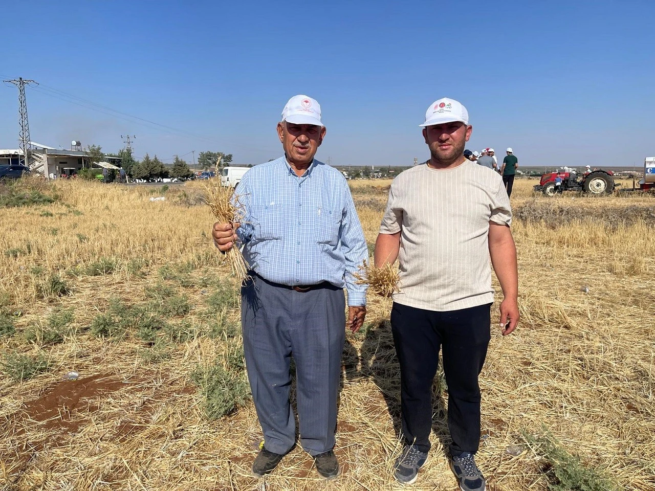 "Kilis'te Buğday Tarlası Kurudu, Çiftçi Hasattan Vazgeçti"