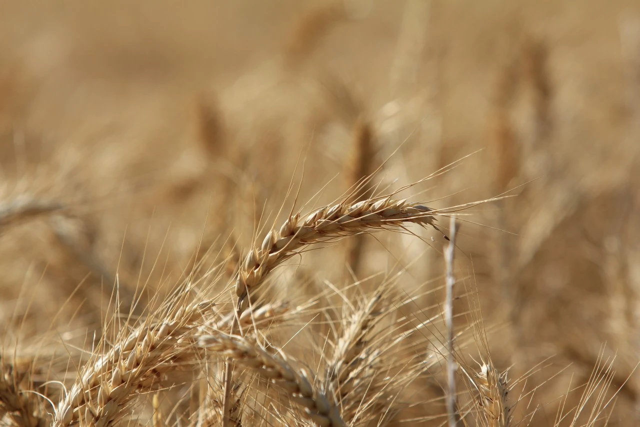 Tahıl üretiminde 105 milyon tonluk rekor artış bekleniyor