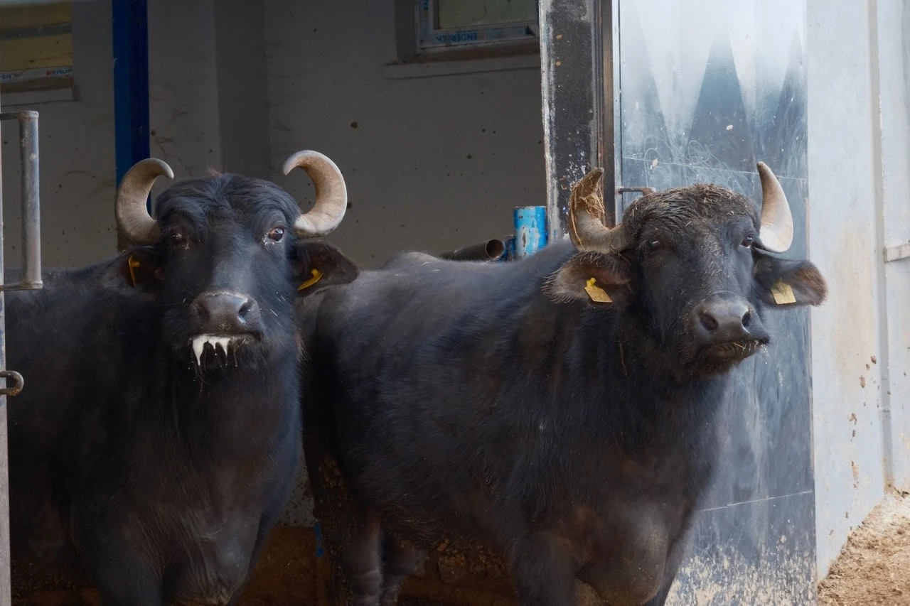T&uuml;rkiye&rsquo;nin yeni manda ırkı: S&uuml;t verimi ikiye katlandı