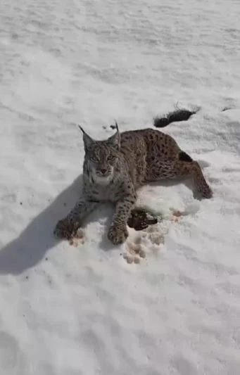 Yaralı vaşağı fark eden tır s&uuml;r&uuml;c&uuml;s&uuml;n&uuml;n yaptığı iyilik