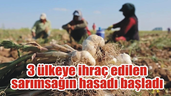 3 ülkeye ihraç edilen sarımsağın hasadı başladı