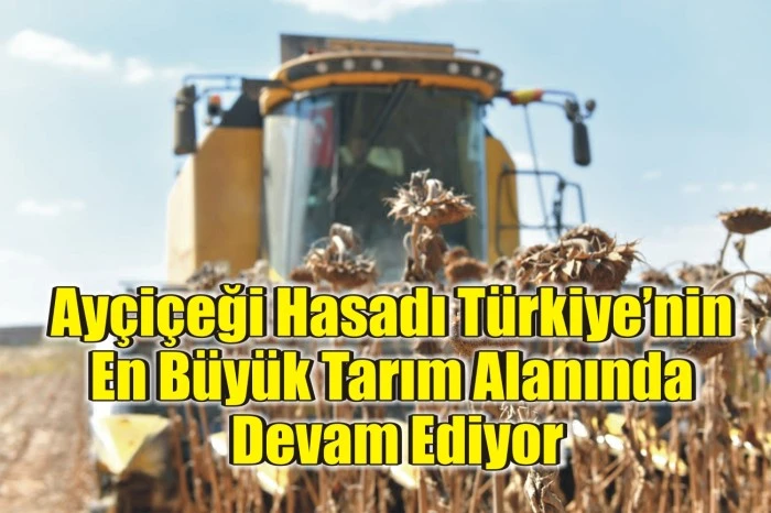 Ayçiçeği Hasadı Türkiye’nin En Büyük Tarım Alanında Devam Ediyor