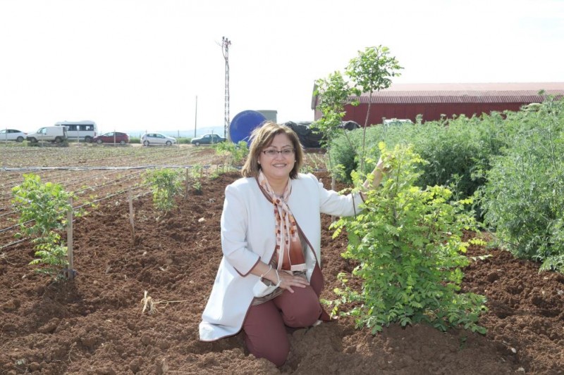 BAŞKAN ŞAHİN, OĞUZELİ'NDE TARIMA VERİLEN DESTEKLERİ YERİNDE GÖRDÜ