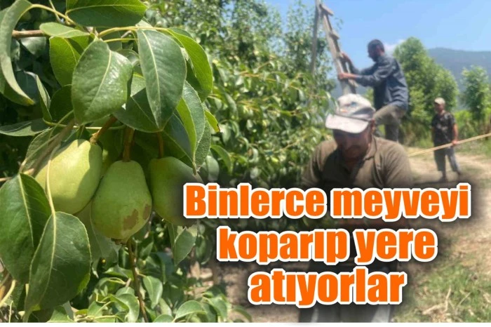 Binlerce meyveyi koparıp yere atıyorlar
