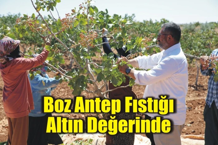 Boz Antep Fıstığı Altın Değerinde