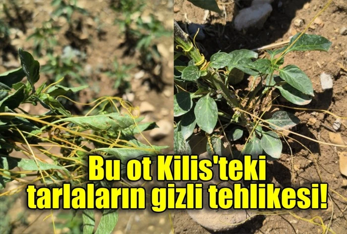 Bu ot Kilis'teki tarlaların gizli tehlikesi!
