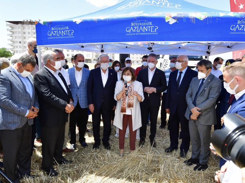BÜYÜKŞEHİR, TOHUM HASATINI GERÇEKLEŞTİRDİ