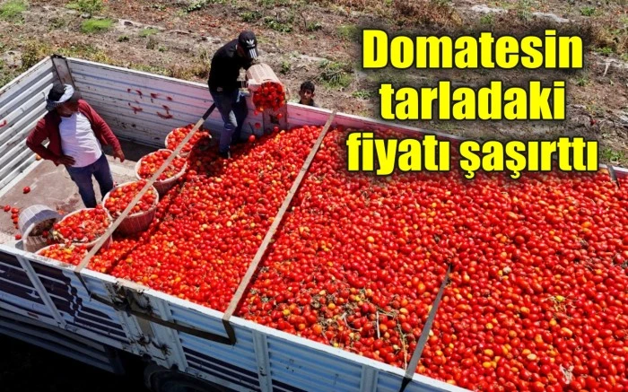 Domatesin tarladaki fiyatı şaşırttı
