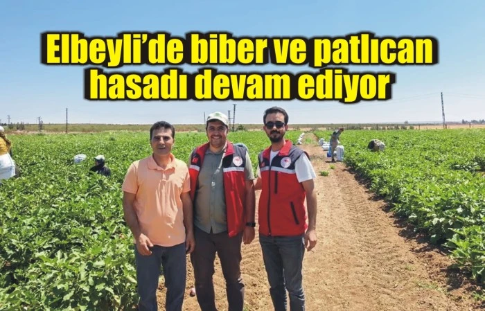Elbeyli’de biber ve patlıcan hasadı devam ediyor