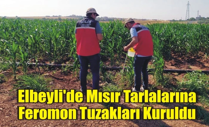 Elbeyli'de Mısır Tarlalarına Feromon Tuzakları Kuruldu