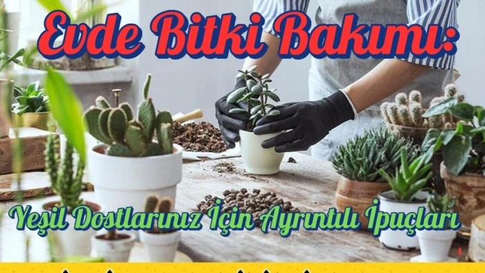 Evde Bitki Bakımı: Yeşil Dostlarınız İçin Ayrıntılı İpuçları